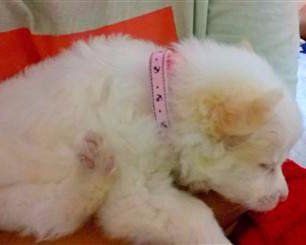 Pomeranian puppy 